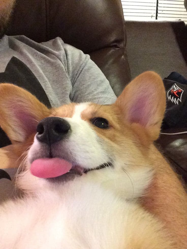 Why We’re All Obsessed with Corgis: The Ultimate "Short Kings" of the